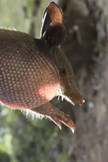 Nine-banded Long-nosed Armadillo Central Suriname Nature Reserve South America