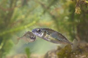 Images Dated 11th April 2009: Nine-spined stickelback - Pair photographed underwater