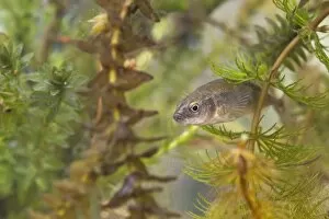Nine-spined Stickleback - an adult female photographed underwater amongst hornwort and Elodea