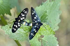 Images Dated 26th June 2008: Nine-spotted Moth - Pair mating, close up - Bukk National Park - Hungary