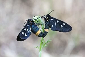 Bulgaria Gallery: Nine-spotted Moth pair mating - Bulgaria  (Amata phegea)