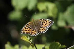 Images Dated 19th June 2009: Niobe Fritillary - butterfly resting in the sun