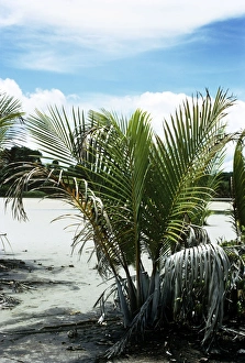 Papua New Guinea Collection: Nipa Palm