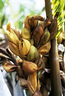 Papua New Guinea Collection: Nipa Palm - flower spike