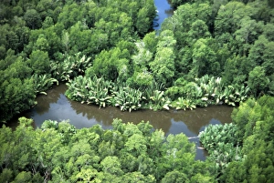 Papua New Guinea Collection: Nipa Palm - and Mangroves - Gulf District - Papua New Guinea