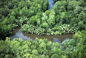 Mangrove Prints: Nipa Palm - and Mangroves - Gulf District - Papua New Guinea