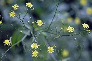 Images Dated 1st August 2010: Nipplewort - flowers