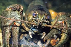 Images Dated 21st December 2005: Noble Crayfish - Freshwater UK & Europe