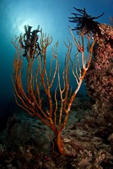 Images Dated 2nd January 2012: Noble Feather Star - on a brocken sea fan