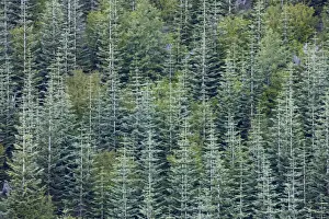 Horticulture Prints: Noble Fir Plantation - Mount St Helens National Monument Washington State, USA LA001200