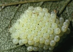 Images Dated 13th May 2005: Noctuid Moth - Egg Cluster on blackthorn