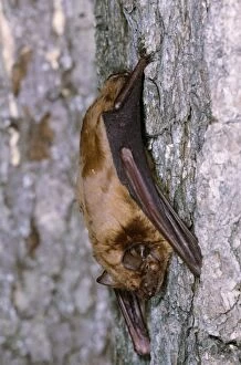 Images Dated 7th February 2006: Noctule Bat