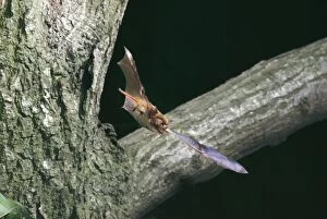 Images Dated 9th August 2007: Noctule Bat - in flight