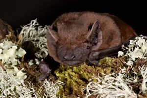 Images Dated 16th November 2006: Noctule Bat - UK