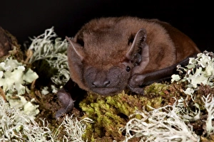 Images Dated 16th November 2006: Noctule Bat - UK