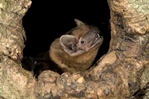 Images Dated 16th November 2006: Noctule Bat - UK