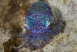 Nocturnal bobtail squid (Sepiolida), Aljui