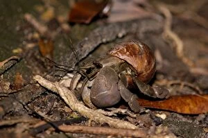 Images Dated 31st August 2007: A nocturnal Hermit Crab (unidentified) rummages in rainforest floor, typical on Tioman Island