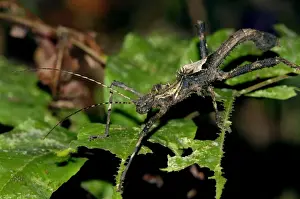 Stick Insects Prints: Nocturnal spine-covered Stick Insect (appears to be no commom name)