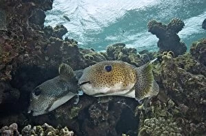 Nocturnal Spotfin Porcupinefish - pair at the lip