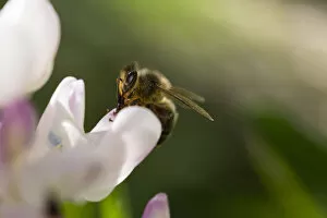 nodic bee is flying standing on an white lupine flower Date: 10-06-2018