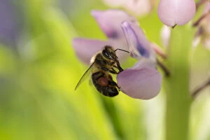 nodic bee is standing on an lila lupine flower Date: 10-06-2018