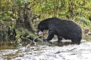 Images Dated 28th September 2007: ours noir pechant le saumon dans une riviere de colombie britannique