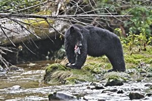 Images Dated 28th September 2007: ours noir pechant le saumon dans une riviere de colombie britannique