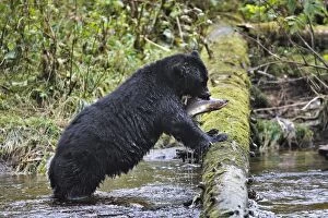Images Dated 29th September 2007: ours noir pechant le saumon dans une riviere de colombie britannique