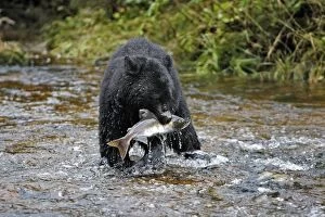 Images Dated 27th September 2007: ours noir pechant le saumon dans une riviere de colombie britannique