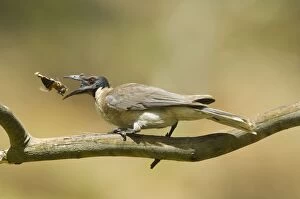 Noisy Friarbird - with insect prey
