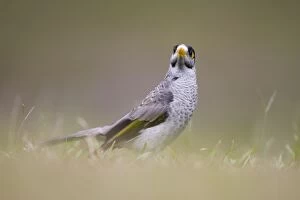 Images Dated 10th January 2007: Noisy Miner