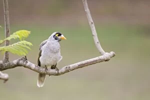Noisy Miner - Perched in a garden tree