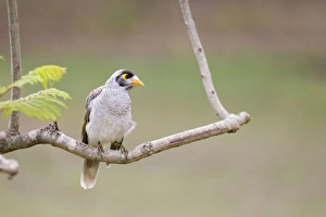 Images Dated 1st January 2007: Noisy Miner Perched in a garden tree Queensland, Australia