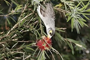 Noisy Miner probes for nectar with its brush-tipped tongue in the flower of a bottlebrush (Callistemon sp.)
