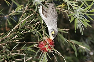 Noisy Miner