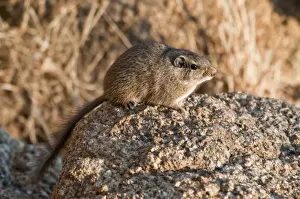 Noki / Dassie Rat - sitting on rock in early morning light - Namibia