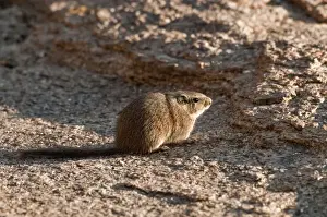 Noki / Dassie Rat - sitting on rock - Namibia