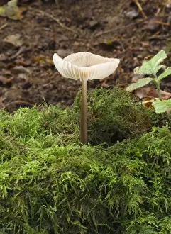 Nolanea cetrata. Habitat - under conifer, sometimes in sphagnum moss. Frequent but not edible. October. Nap Wood Nature Reserve, East Sussex. UK