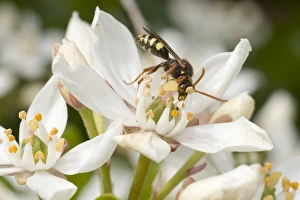 Images Dated 16th May 2010: Nomada / Cuckoo Bee - feeding on flower - UK