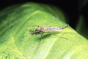 Images Dated 19th October 2012: Non-Biting Midge - male - UK