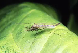 Midge Prints: Non-Biting Midge - male - UK