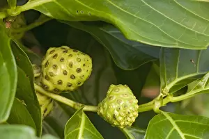 Mulberries Prints: Noni / Indian mulberry. Medicinal for many purposes. Costa Rica