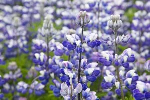 Nootka Lupin - introduced to fertilise soil