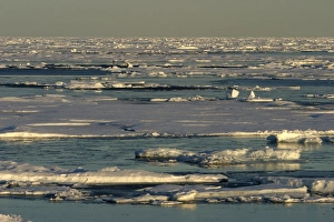 Images Dated 27th August 2003: Nord Svalbard - Spitzberg - Pack Ice