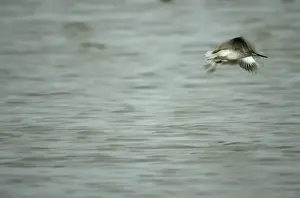Greenshanks Prints: Nordmann's Greenshank - in flight Mai Po, Hong Kong