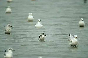 Greenshanks Prints: Nordmann's Greenshank Mai Po, Hong Kong