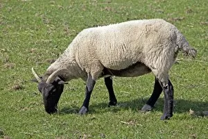 Images Dated 16th August 2010: Norfolk horn black faced sheep - grazing