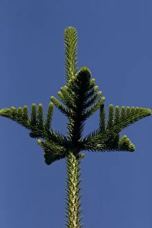Pines Gallery: Norfolk Island Pine