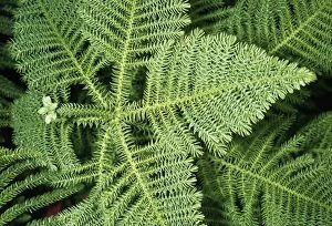 Images Dated 9th December 2004: Norfolk Island Pine
